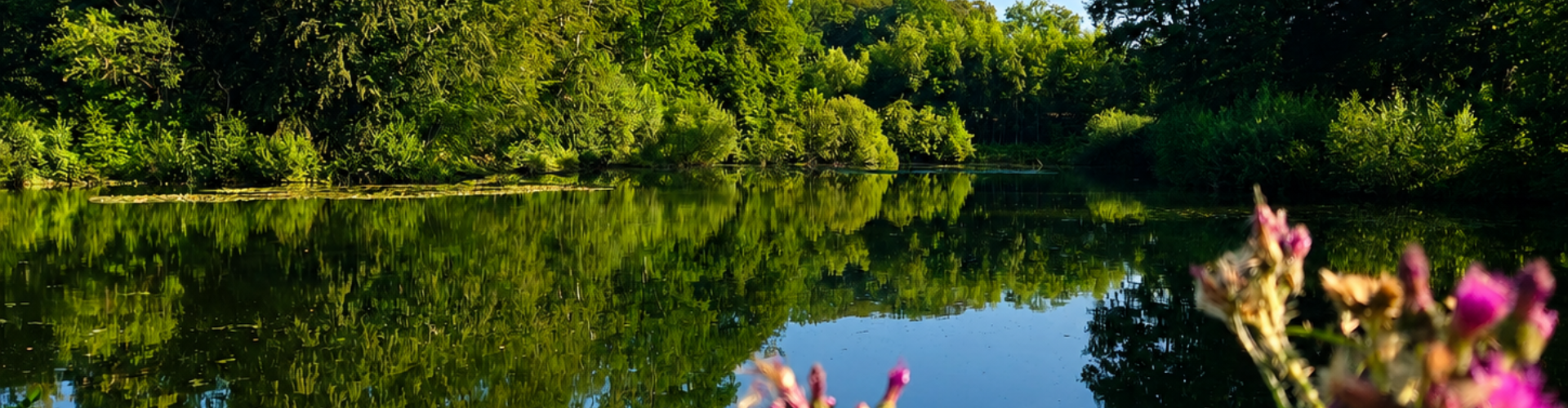 Bronvijver in natuurgebied het Springendal bij Camping Bij de Bronnen