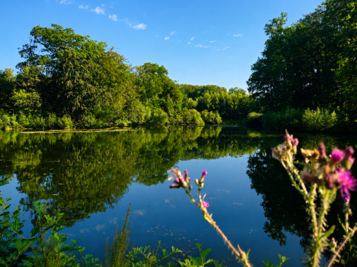 Bronvijver in natuurgebied het Springendal bij Camping Bij de Bronnen