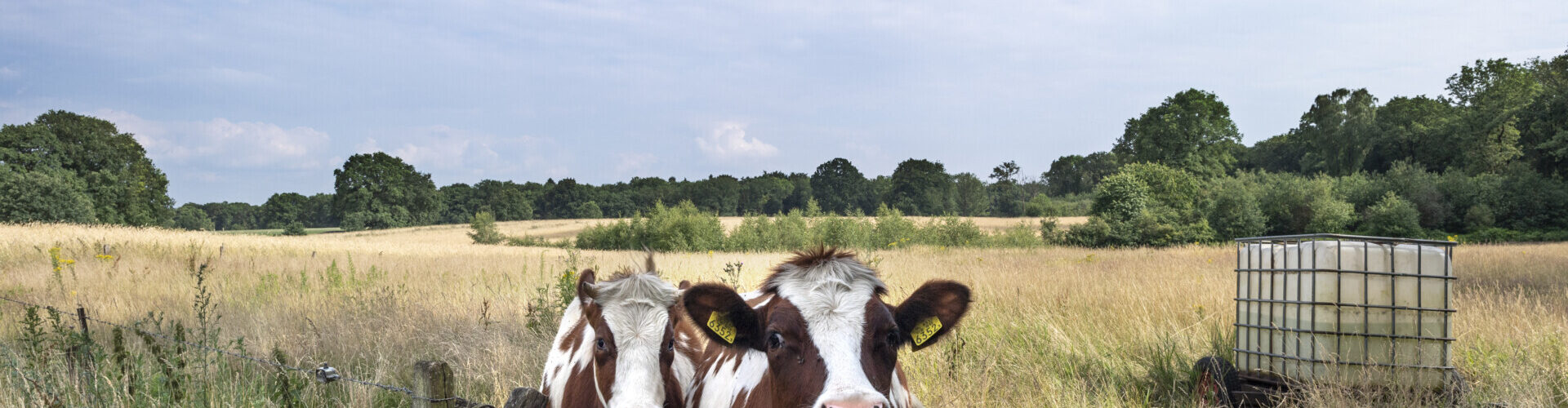 Twee nieuwsgierige koeien die over een houten hek kijken in een groen weidelandschap nabij de camping en Ootmarsum.