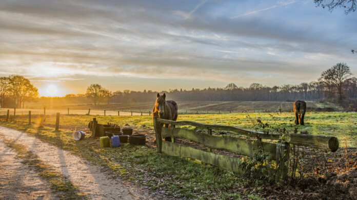 Een paard bij een houten hek tijdens een sfeervolle zonsopkomst op de heide, een typisch beeld direct vanaf de camping.