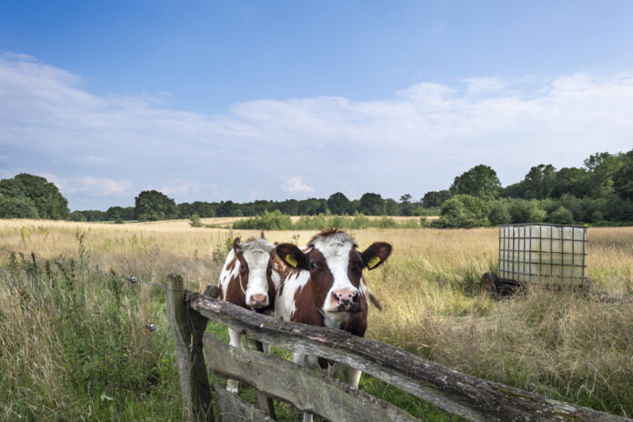 Twee nieuwsgierige koeien die over een houten hek kijken in een groen weidelandschap nabij de camping en Ootmarsum.